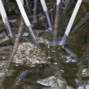 Adversaeschna brevistyla at Michelago, NSW - 15 Nov 2017