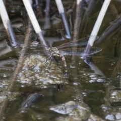 Adversaeschna brevistyla at Michelago, NSW - 15 Nov 2017