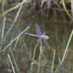 Hemicordulia tau (Tau Emerald) at Michelago, NSW - 15 Nov 2017 by Illilanga