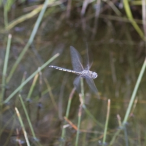 Hemicordulia tau at Michelago, NSW - 15 Nov 2017