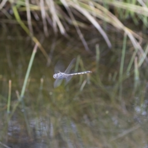 Hemicordulia tau at Michelago, NSW - 15 Nov 2017