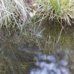 Hemicordulia tau at Michelago, NSW - 15 Nov 2017