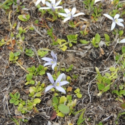 Isotoma fluviatilis subsp. australis (Swamp Isotome) at Conder, ACT - 12 Nov 2017 by MichaelBedingfield