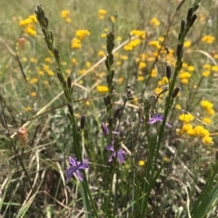 Caesia calliantha (Blue Grass-lily) at Saint Marks Grassland - Barton ACT - 17 Nov 2017 by AaronClausen