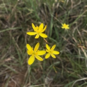 Tricoryne elatior at Saint Marks Grassland - Barton ACT - 17 Nov 2017