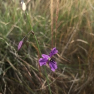 Thysanotus tuberosus subsp. tuberosus at Saint Marks Grassland - Barton ACT - 17 Nov 2017