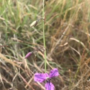 Thysanotus tuberosus subsp. tuberosus at Saint Marks Grassland - Barton ACT - 17 Nov 2017