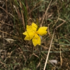 Goodenia pinnatifida (Scrambled Eggs) at Saint Marks Grassland - Barton ACT - 17 Nov 2017 by AaronClausen