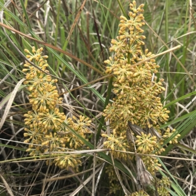 Lomandra multiflora (Many-flowered Matrush) at Saint Marks Grassland - Barton ACT - 17 Nov 2017 by AaronClausen