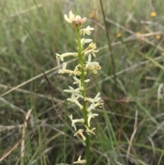 Stackhousia monogyna (Creamy Candles) at Barton, ACT - 17 Nov 2017 by AaronClausen