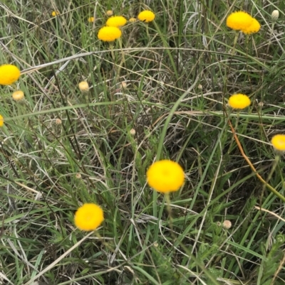 Leptorhynchos squamatus (Scaly Buttons) at Saint Marks Grassland - Barton ACT - 17 Nov 2017 by AaronClausen