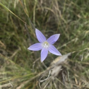 Wahlenbergia sp. at Saint Marks Grassland - Barton ACT - 17 Nov 2017