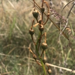 Bulbine bulbosa (Golden Lily) at Saint Marks Grassland - Barton ACT - 17 Nov 2017 by AaronClausen