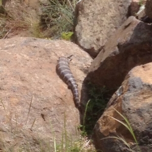 Tiliqua scincoides scincoides at Braddon, ACT - 17 Nov 2017