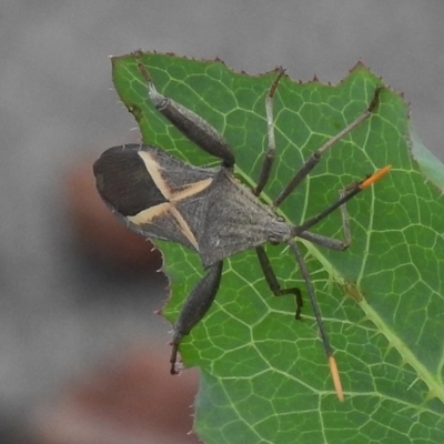 Mictis profana (Crusader Bug) at Greenway, ACT - 17 Nov 2017 by JohnBundock