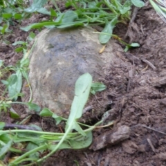 Chelodina longicollis at Molonglo Valley, ACT - 16 Nov 2017