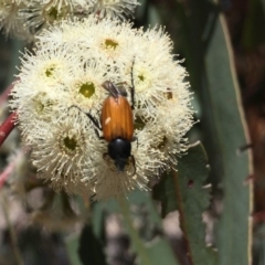 Phyllotocus rufipennis (Nectar scarab) at Molonglo Valley, ACT - 9 Nov 2017 by AndyRussell