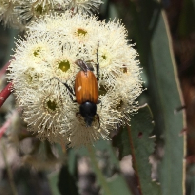 Phyllotocus rufipennis (Nectar scarab) at Sth Tablelands Ecosystem Park - 9 Nov 2017 by AndyRussell