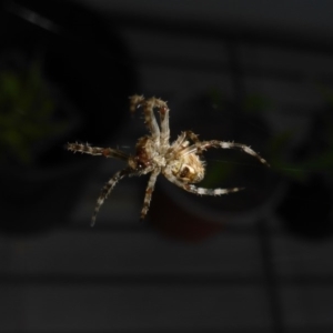 Hortophora sp. (genus) at Reid, ACT - 14 Nov 2017