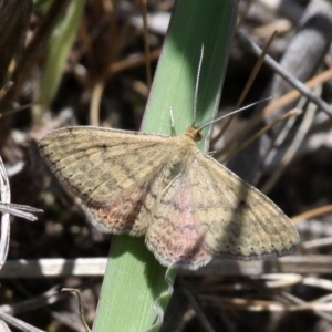 Scopula rubraria at Tharwa, ACT - 12 Nov 2017