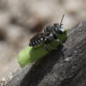 Megachile (Eutricharaea) sp. (genus & subgenus) at Tennent, ACT - 12 Nov 2017 02:07 PM