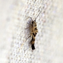 Stathmopoda melanochra at O'Connor, ACT - 24 Sep 2017 12:37 PM