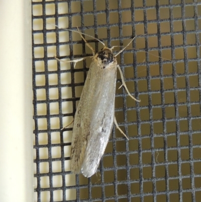 Philobota productella (Pasture Tunnel Moth) at Conder, ACT - 10 Nov 2017 by michaelb