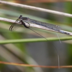 Ephemeroptera (order) (Unidentified Mayfly) at Paddys River, ACT - 12 Nov 2017 by HarveyPerkins