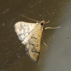 Nacoleia rhoeoalis at Conder, ACT - 10 Nov 2017