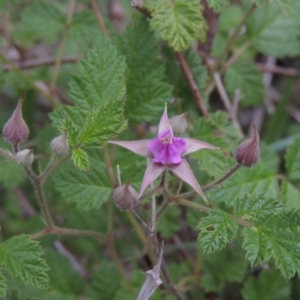 Rubus parvifolius at Conder, ACT - 12 Nov 2017