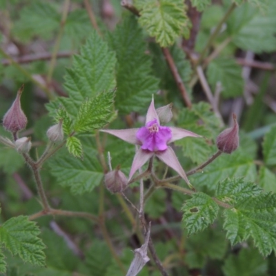 Rubus parvifolius (Native Raspberry) at Conder, ACT - 12 Nov 2017 by michaelb