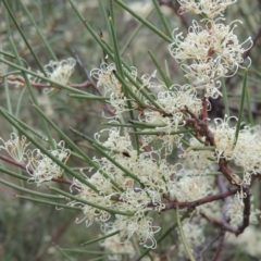 Hakea microcarpa (Small-fruit Hakea) at Conder, ACT - 12 Nov 2017 by michaelb