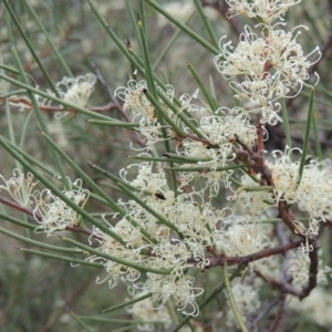 Hakea microcarpa at Conder, ACT - 12 Nov 2017