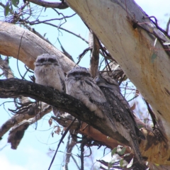 Podargus strigoides (Tawny Frogmouth) at Pialligo, ACT - 12 Nov 2017 by MatthewFrawley