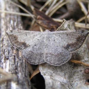 Taxeotis intextata at Majura, ACT - 12 Nov 2017 09:24 AM