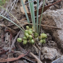 Lomandra bracteata (Small Matrush) at Conder, ACT - 12 Nov 2017 by MichaelBedingfield