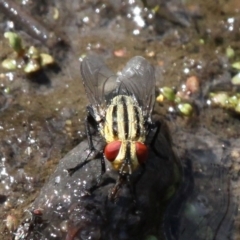 Sarcophagidae (family) (Unidentified flesh fly) at Booth, ACT - 29 Oct 2017 by HarveyPerkins