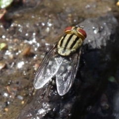 Sarcophagidae (family) at Booth, ACT - 29 Oct 2017 11:21 AM