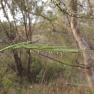 Anthosachne scabra at Conder, ACT - 12 Nov 2017