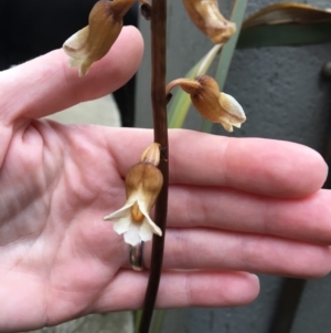 Gastrodia sp. at Bruce, ACT - 18 Nov 2017