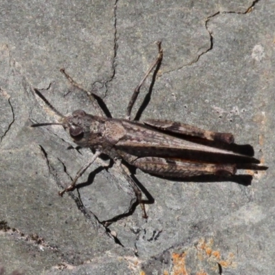 Phaulacridium vittatum (Wingless Grasshopper) at Mount Clear, ACT - 29 Oct 2017 by HarveyPerkins