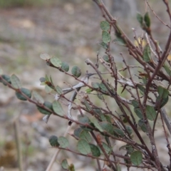 Bossiaea buxifolia (Matted Bossiaea) at Tuggeranong Hill - 12 Nov 2017 by michaelb