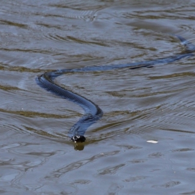 Pseudechis porphyriacus (Red-bellied Black Snake) at Molonglo River Reserve - 15 Oct 2017 by HarveyPerkins