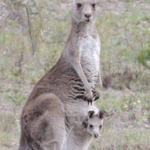 Macropus giganteus at Conder, ACT - 12 Nov 2017 07:21 PM