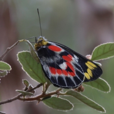 Delias harpalyce (Imperial Jezebel) at Coree, ACT - 28 Feb 2016 by HarveyPerkins