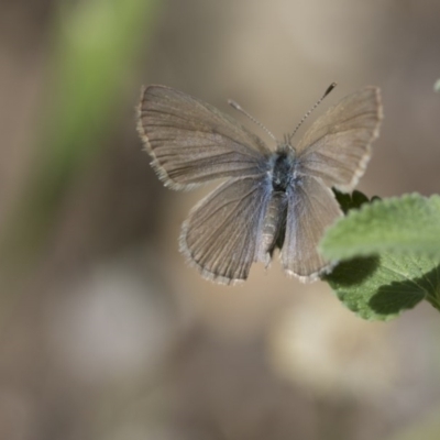 Zizina otis (Common Grass-Blue) at Higgins, ACT - 15 Nov 2017 by AlisonMilton