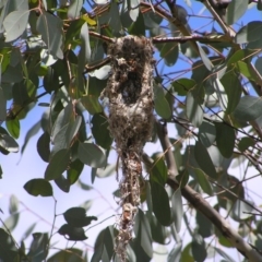 Gerygone fusca (Western Gerygone) at Pialligo, ACT - 12 Nov 2017 by MatthewFrawley