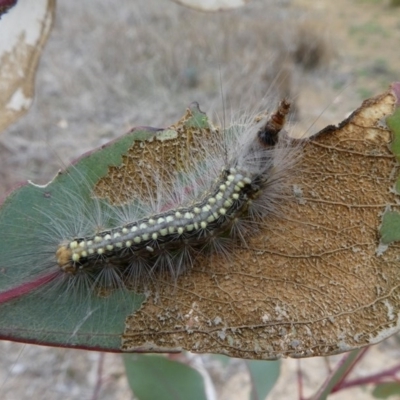 Uraba lugens (Gumleaf Skeletonizer) at National Arboretum Forests - 13 Oct 2017 by HarveyPerkins