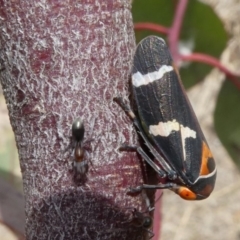 Eurymeloides pulchra (Gumtree hopper) at Molonglo Valley, ACT - 22 Sep 2017 by HarveyPerkins