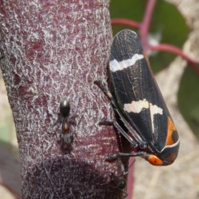 Eurymeloides pulchra (Gumtree hopper) at National Arboretum Forests - 22 Sep 2017 by HarveyPerkins